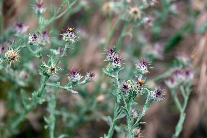 Maltese Star-thistle is also called Napa Thistle, Tocalote or Tocolote. It grows in elevations up to 4,500 feet more or less and is found in various habitats, lower and upper deserts, pinyon-juniper communities, chaparral and grasslands, disturbed areas, roadsides, agriculture areas and open woodland. Centaurea melitensis 